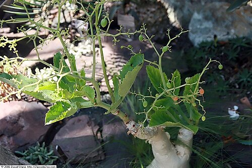 Cyphostemma bainesii: Location taken: United States Botanic Garden. Names: Cyphostemma bainesii (Hook. f.) Descoings, African Tree Grap Classification: Plantae > Magnoliophyta > Magn
