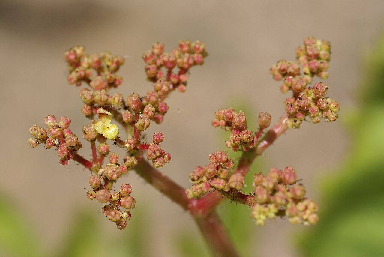 Cyphostemma bainesii: Plant species Cyphostemma bainesii in Parque de la Paloma in Benalmadena, Spain