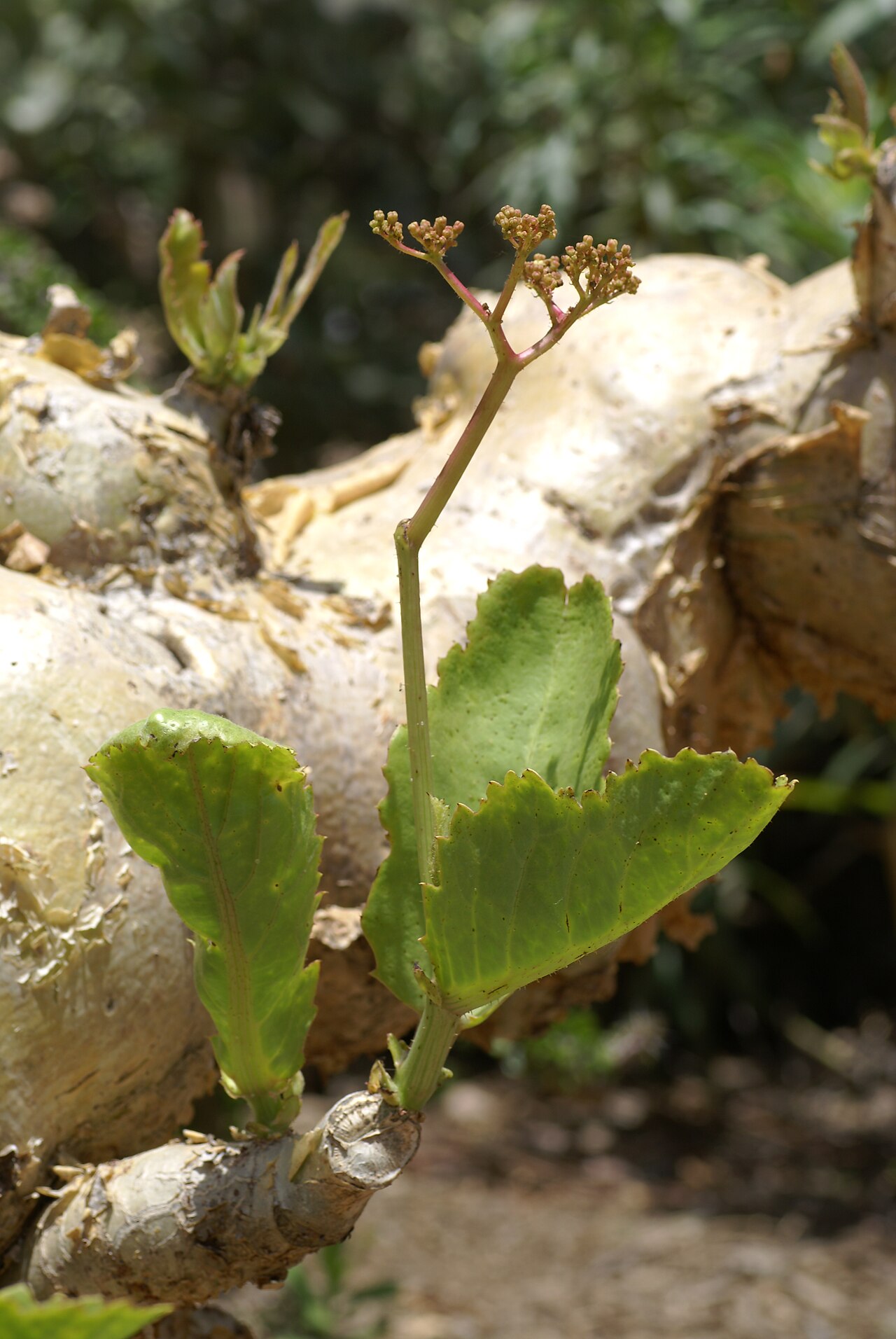 Cyphostemma bainesii: Plant species Cyphostemma bainesii in Parque de la Paloma in Benalmadena, Spain