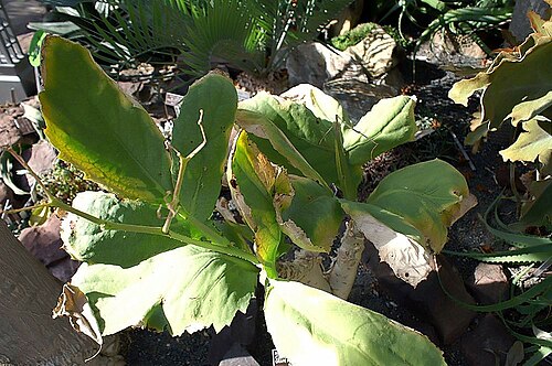 Cyphostemma bainesii: Location taken: United States Botanic Garden. Names: Cyphostemma bainesii (Hook. f.) Descoings, African Tree Grap Classification: Plantae > Magnoliophyta > Magn