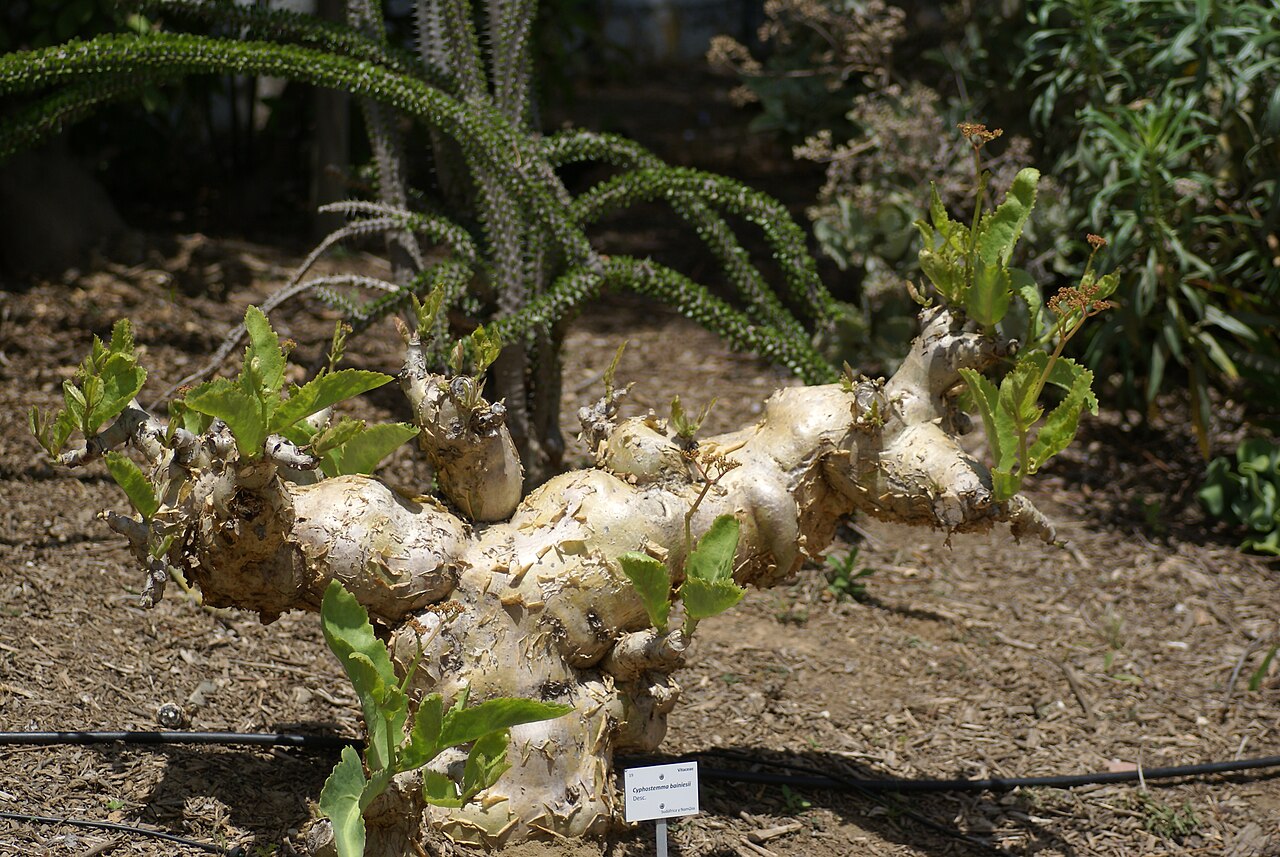 Cyphostemma bainesii: Plant species Cyphostemma bainesii in Parque de la Paloma in Benalmadena, Spain