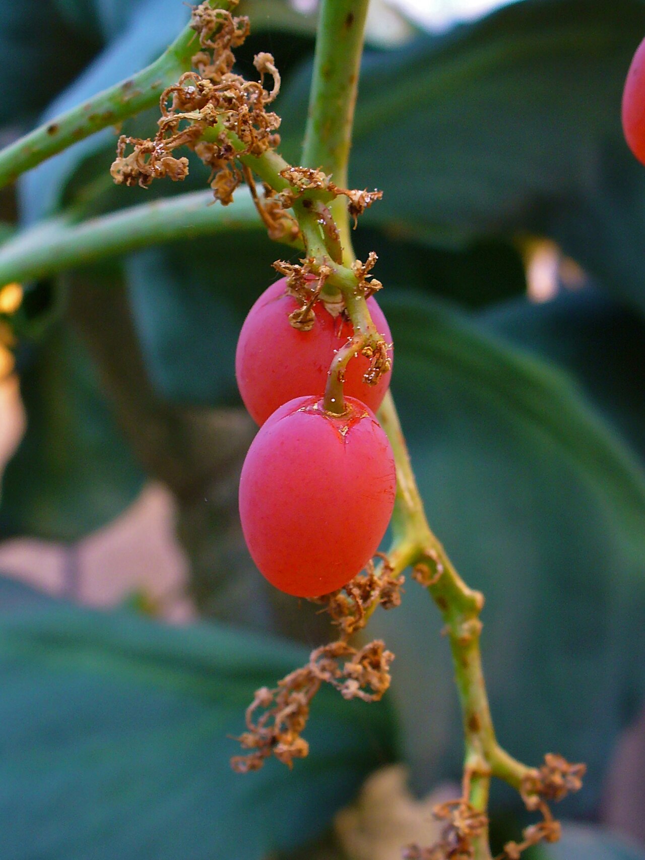 Cyphostemma bainesii: Cyphostemma bainesii , Vitaceae, African Grape Tree, fruits; Botanical Garden KIT, Karlsruhe, Germany.