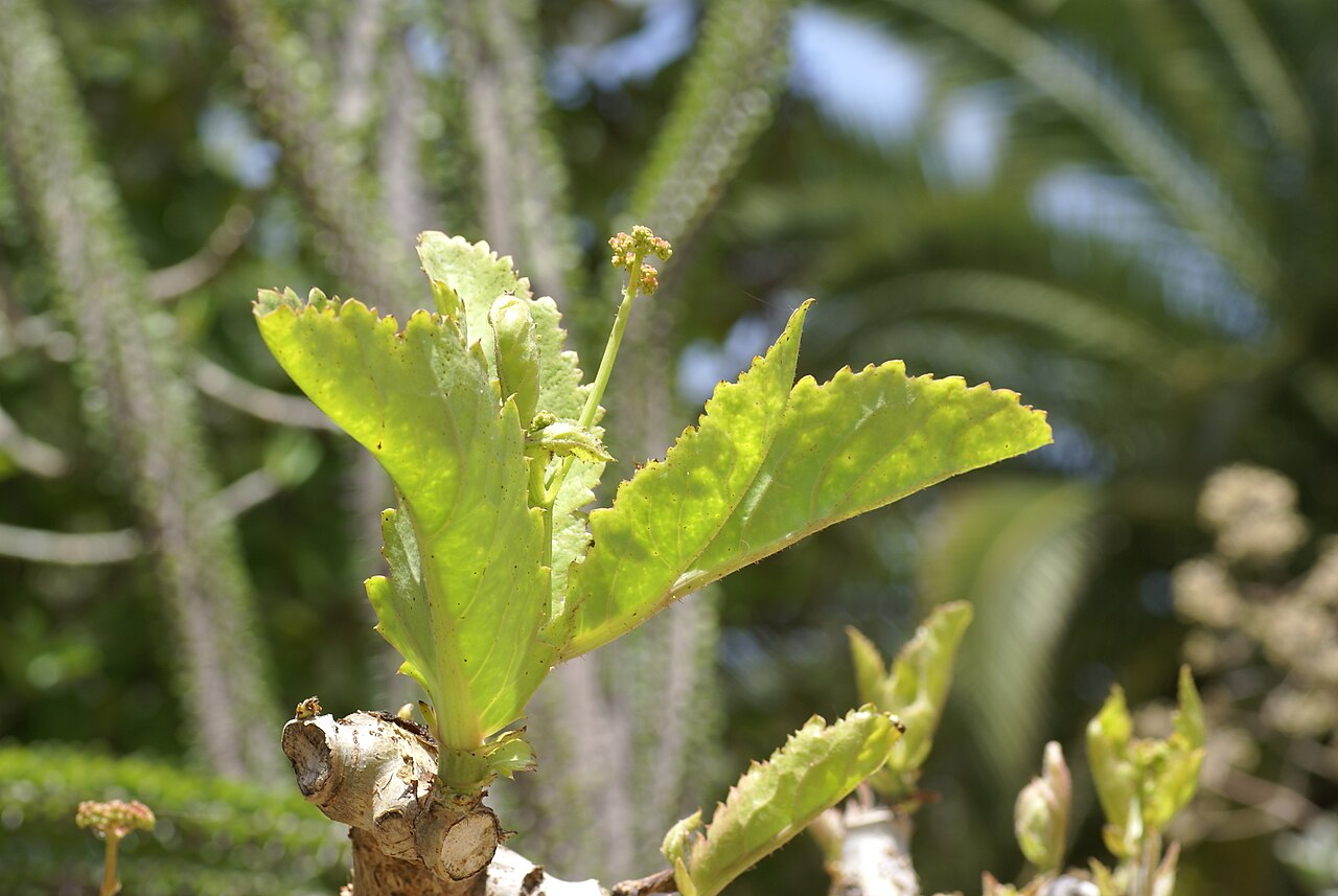 Cyphostemma bainesii: Plant species Cyphostemma bainesii in Parque de la Paloma in Benalmadena, Spain