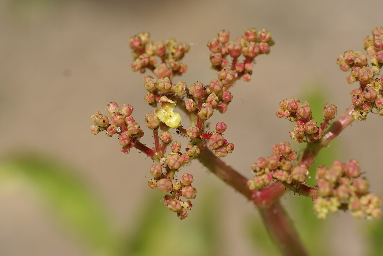 Cyphostemma bainesii: Plant species Cyphostemma bainesii in Parque de la Paloma in Benalmadena, Spain