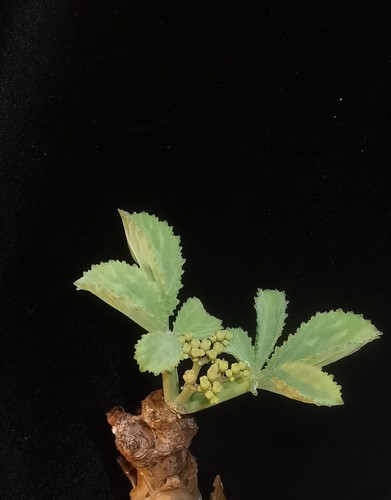 Cyphostemma betiforme (Cyphostemma betiforme)