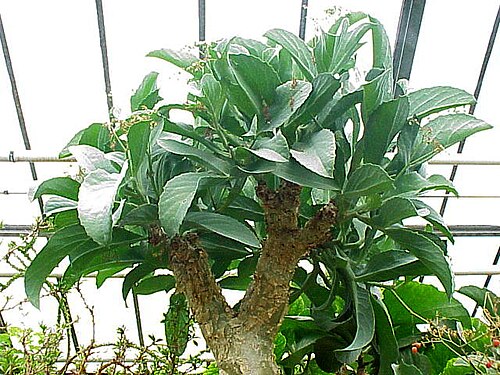 Cyphostemma currorii: Species : Cyphostemma currori Family : Vitaceae Image No. 2