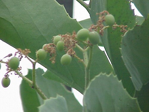 Cyphostemma currorii: Species : Cyphostemma currori Family : Vitaceae Image No. 1