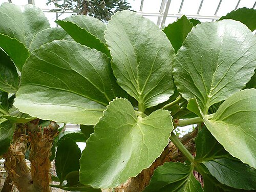 Cyphostemma currorii: Cyphostemma currorii Blatt