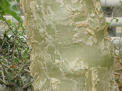 Cyphostemma currorii: Species : Cyphostemma currori Family : Vitaceae Image No. 3