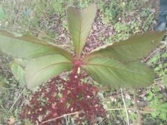 Cyphostemma flavicans (Cyphostemma flavicans)