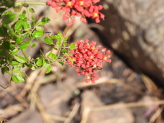 Cyphostemma horombense (Cyphostemma horombense)