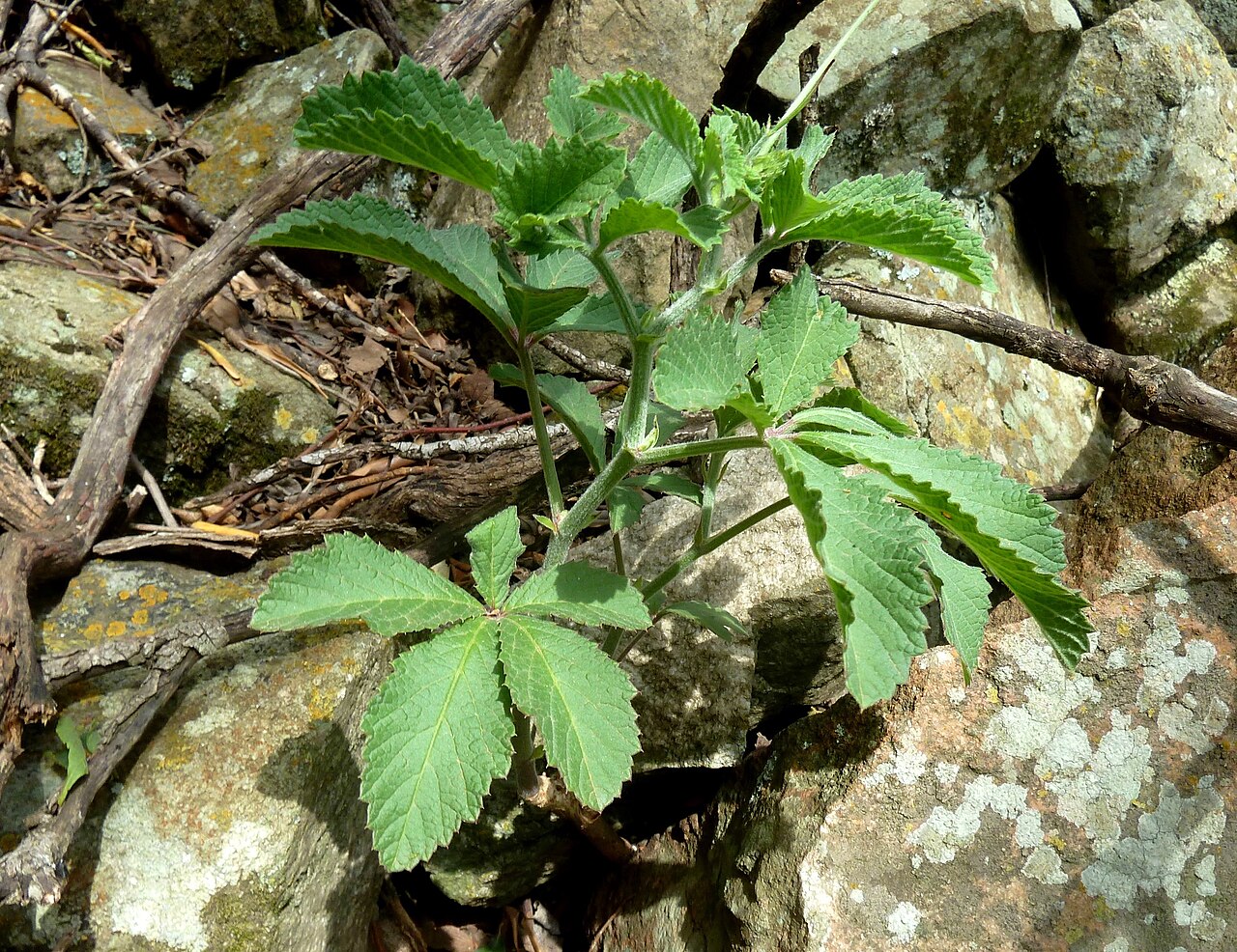 Wild grape: Habit of Cyphostemma lanigerum growing in a narrow gorge near Dewetsnek, Magaliesberg