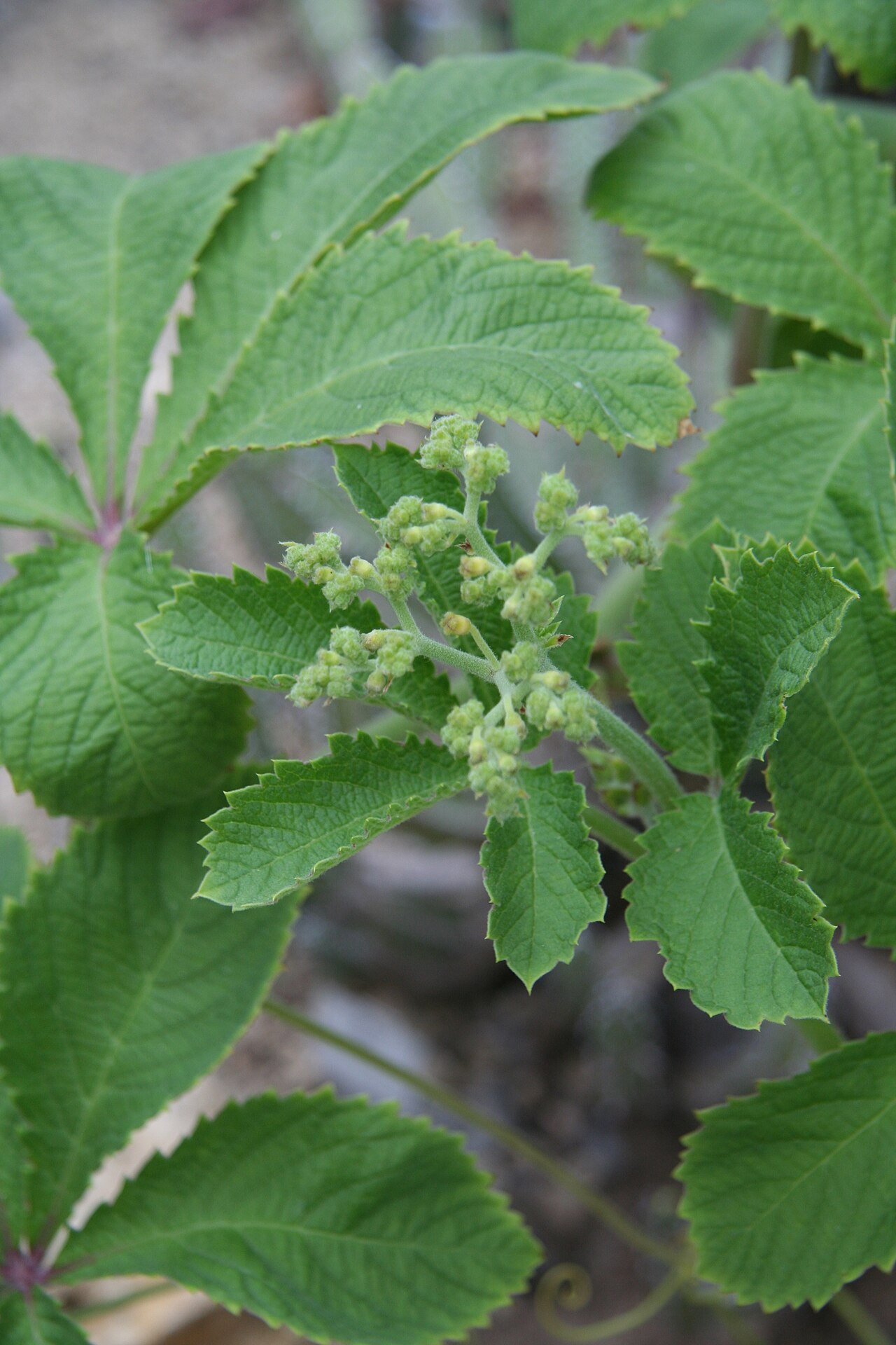 Wild grape: Cyphostemma lanigerum im Botanischen Garten Bochum
