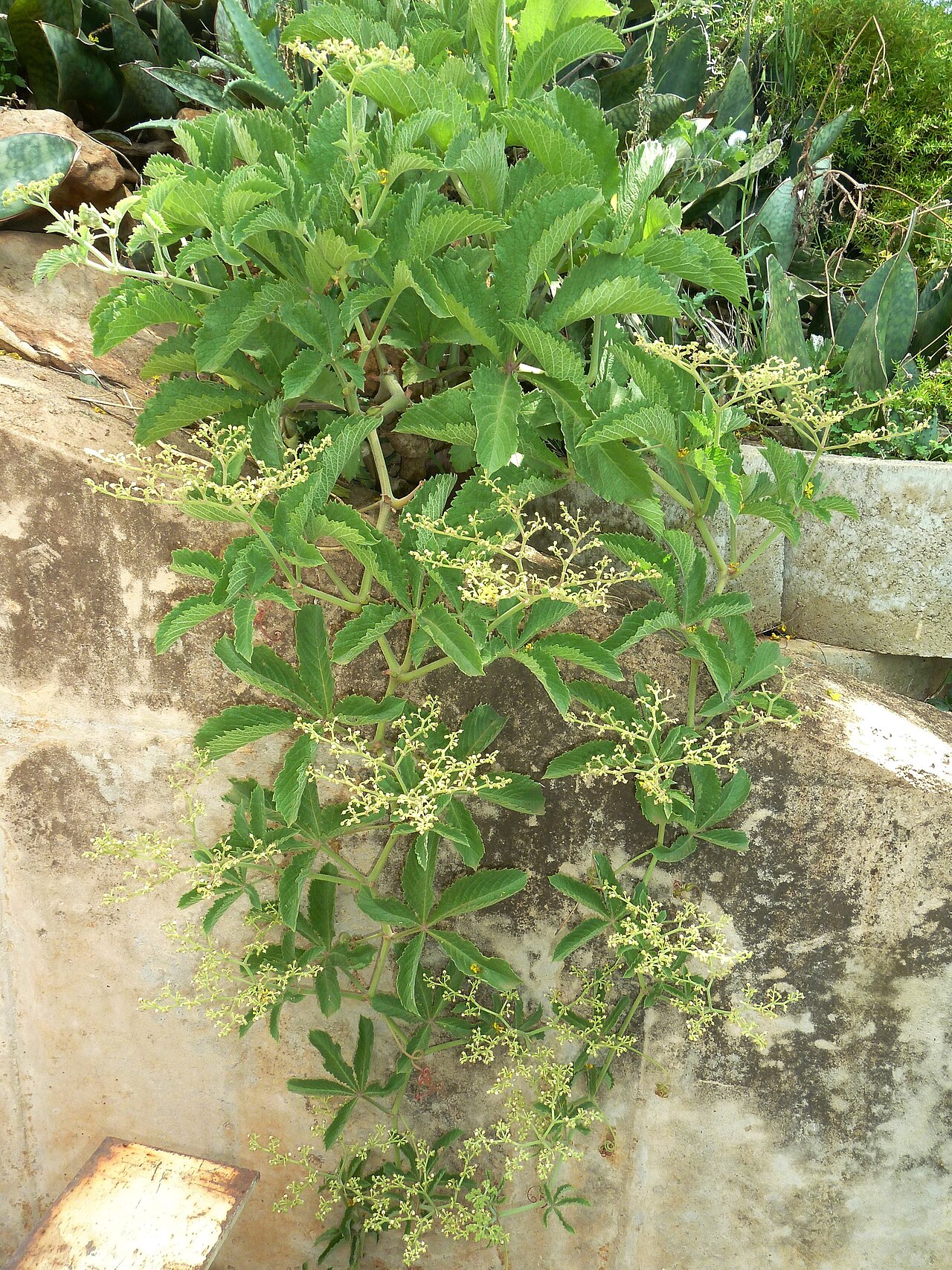 Wild grape: Habit of Cyphostemma lanigerum in the Manie van der Schijff Botanical Garden