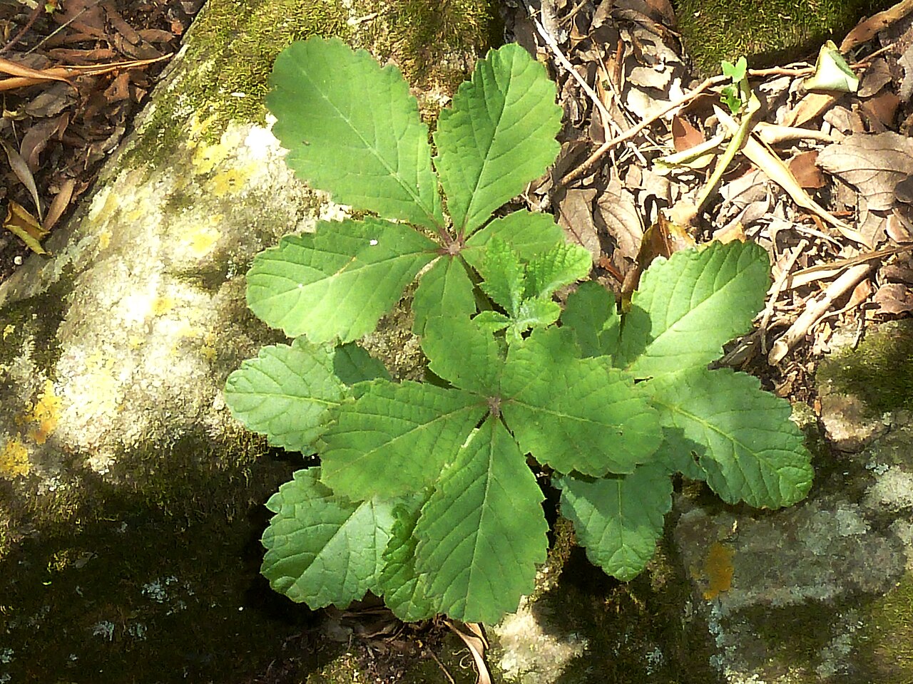 Wild grape: Foliage of Cyphostemma lanigerum growing in a narrow gorge near Dewetsnek, Magaliesberg