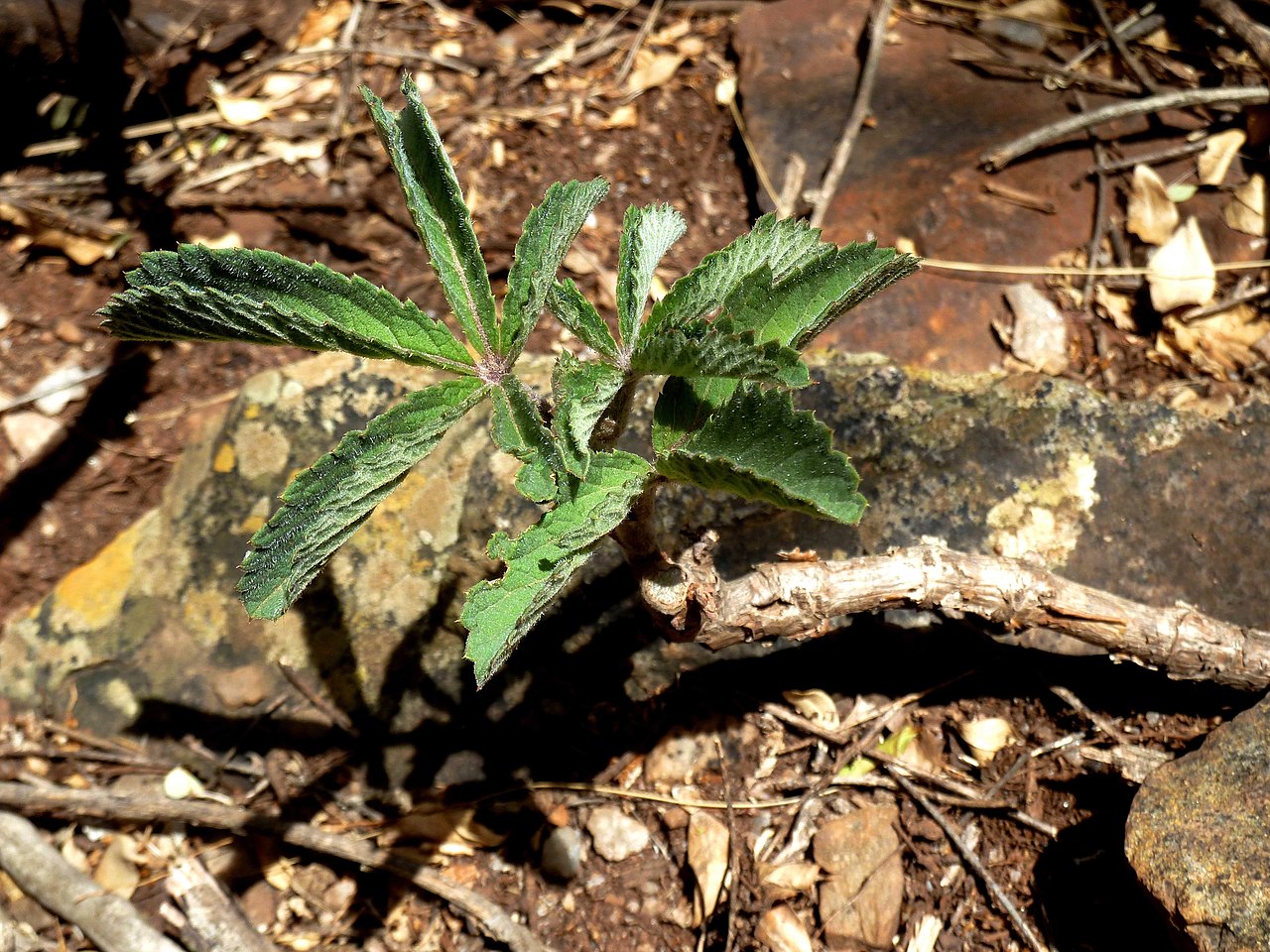 Wild grape: Habit of Cyphostemma lanigerum growing in a mountain gully near Dewetsnek, Magaliesberg