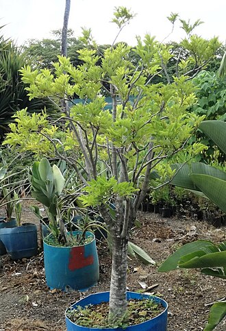 Cyphostemma mappia: Young Bois Mapou in cultivation - Mauritius - Cyphostemma mappia