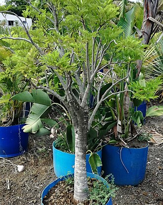 Cyphostemma mappia: Young Bois Mapou in cultivation - Mauritius - Cyphostemma mappia