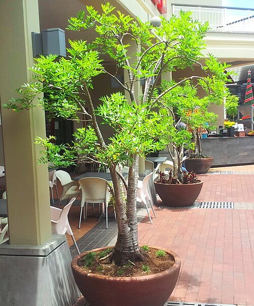 Cyphostemma mappia: Bois Mapou in cultivation - Mauritius - Cyphostemma mappia