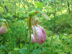 Pink lady's slipper (Cypripedium acaule)