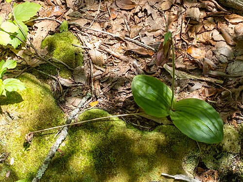 Pink lady's slipper: Cypripedium acaule, Madison County, VA, USA, 2025-05-24 (iNaturalist).