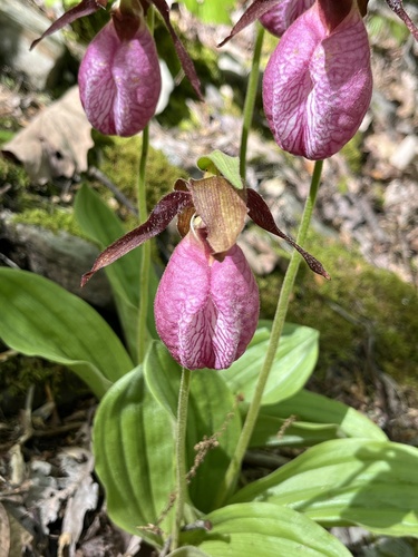 Pink lady's slipper (Cypripedium acaule)