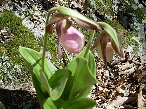 Pink lady's slipper: Cypripedium acaule, Pennsylvania, US, 2012-03-29 (iNaturalist).