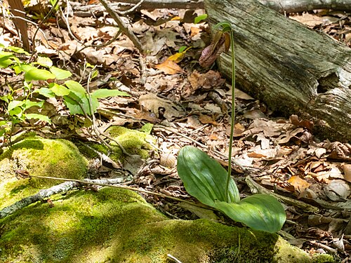 Pink lady's slipper: Cypripedium acaule, Madison County, VA, USA, 2025-05-24 (iNaturalist).