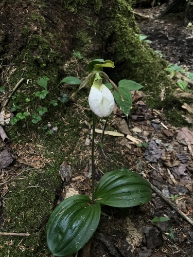 Pink lady's slipper (Cypripedium acaule)