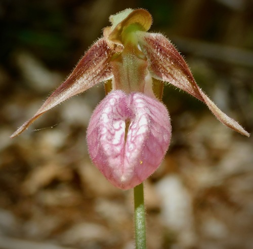 Pink lady's slipper (Cypripedium acaule)