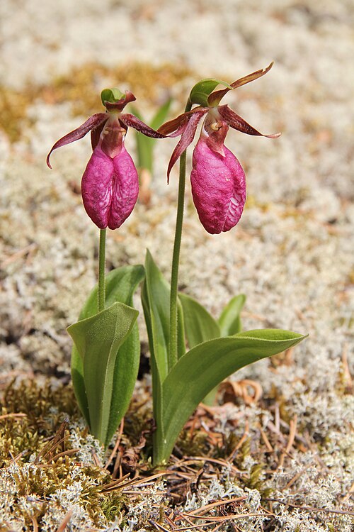 Pink lady's slipper: The orchid Cypripedium acaule , commonly known as the "Pink Ladies Slipper". Specimens photographed near La Ronge, Saskatchewan, in northern Canada. Habitat was