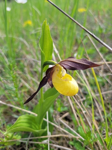 Lady's-slipper orchid (Cypripedium calceolus)