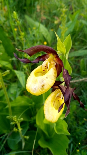Lady's-slipper orchid (Cypripedium calceolus)