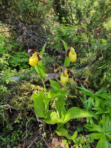 Lady's-slipper orchid (Cypripedium calceolus)
