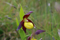 Lady's-slipper orchid (Cypripedium calceolus)