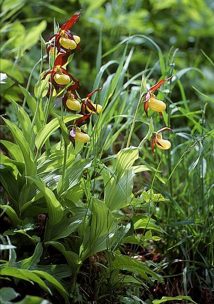 Lady's-slipper orchid: Gelber Frauenschuh