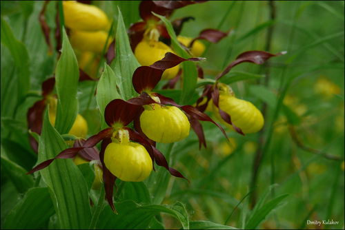 Lady's-slipper orchid (Cypripedium calceolus)