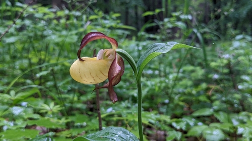 Lady's-slipper orchid (Cypripedium calceolus)