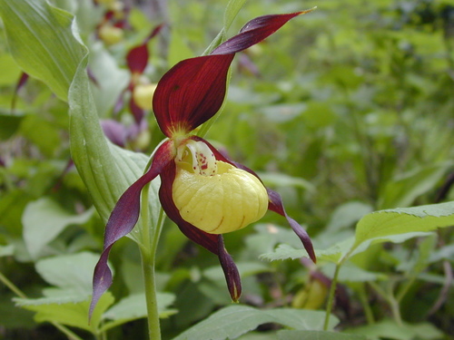 Lady's-slipper orchid (Cypripedium calceolus)