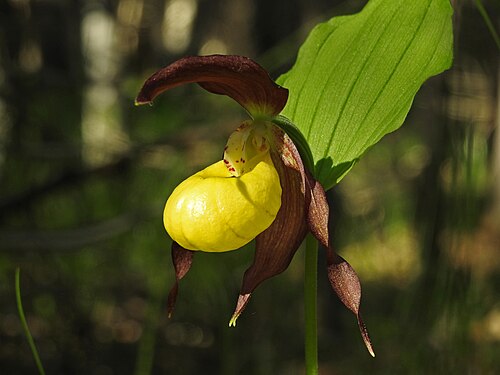 Lady's-slipper orchid: Cypripedium calceolus in Katon-Karagay national park, Kazakhstan