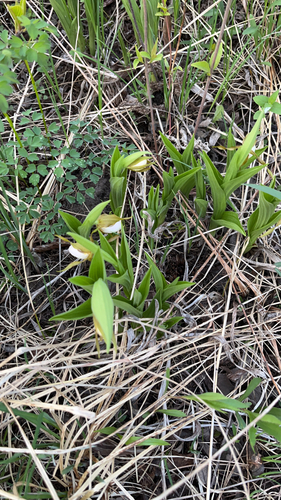 White lady's-slipper (Cypripedium candidum)