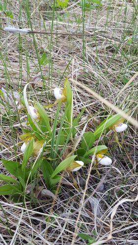 White lady's-slipper (Cypripedium candidum)
