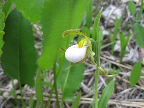 White lady's-slipper (Cypripedium candidum)