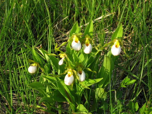 White lady's-slipper (Cypripedium candidum)