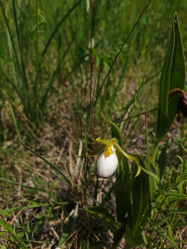 White lady's-slipper (Cypripedium candidum)
