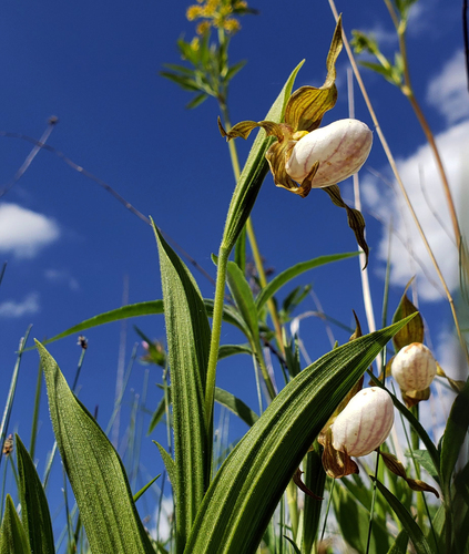 White lady's-slipper (Cypripedium candidum)
