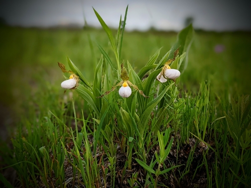 White lady's-slipper (Cypripedium candidum)
