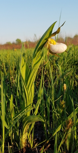 White lady's-slipper (Cypripedium candidum)