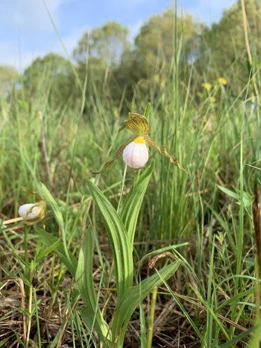 White lady's-slipper (Cypripedium candidum)