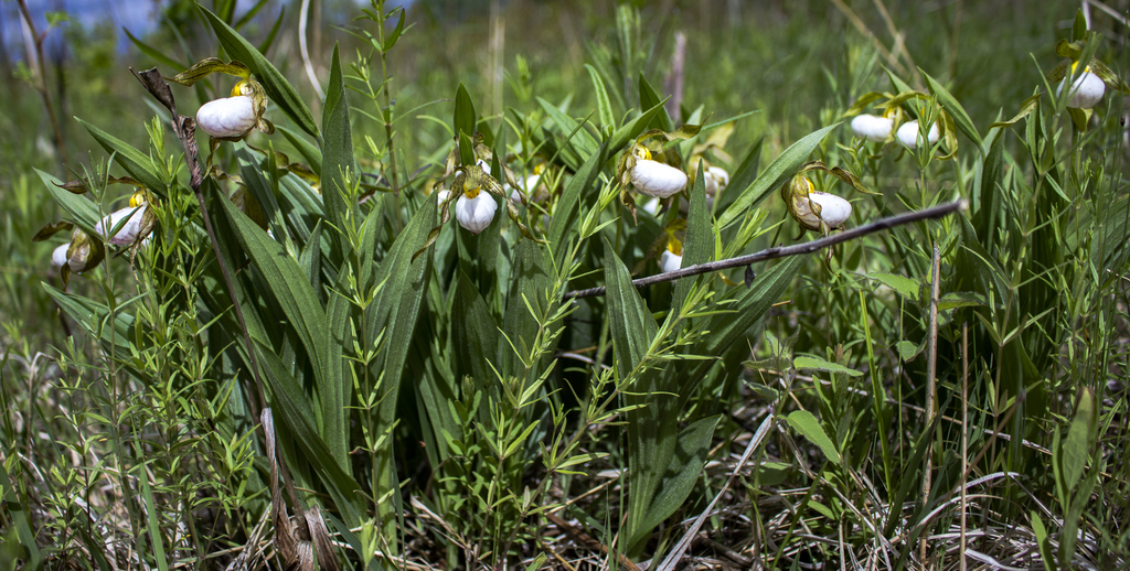 White lady's-slipper (Cypripedium candidum)
